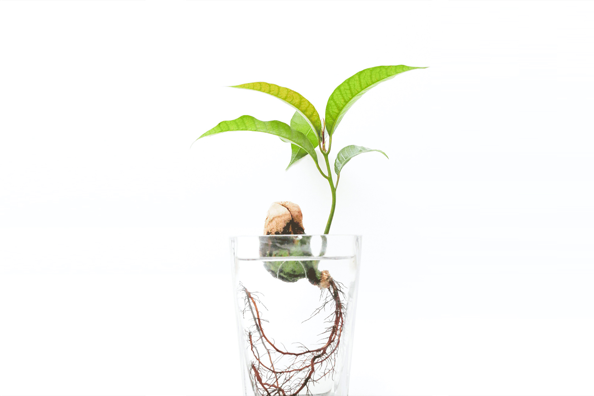 Synthetic Seeds