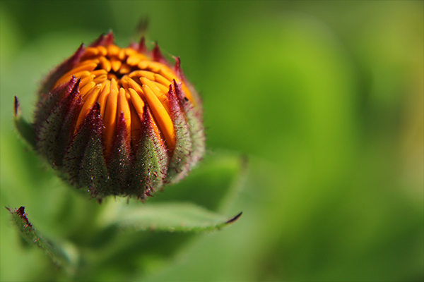 Phytomorphology Leaf