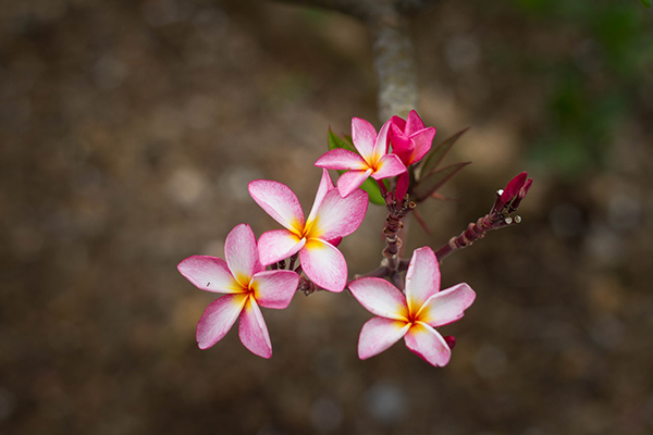 Ethnobotany People